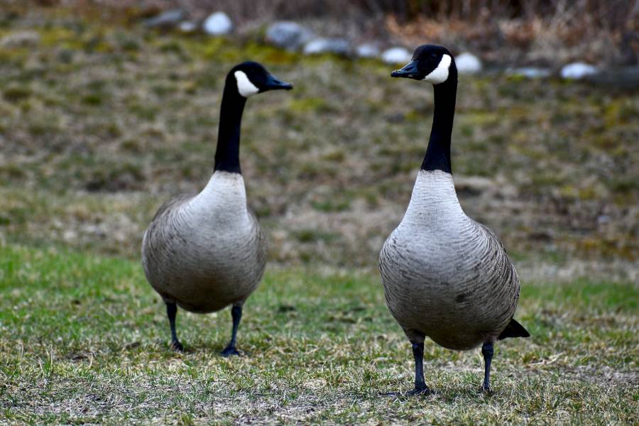 How To Cook A Canadian Goose