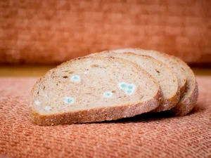 White mold on bread