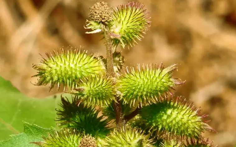 Xanthium Strumarium